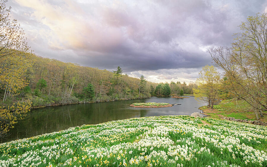 Storm Clouds Over Daffodil Hill Photograph by Dave King Storm Clouds Over Daffodil Hill Photograph by Dave King
