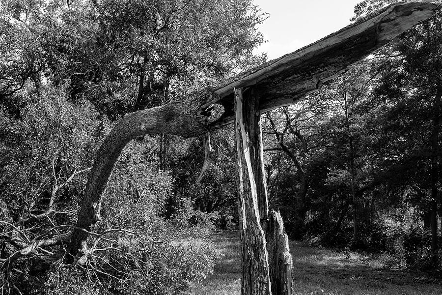 Storm-Damaged Tree in Temple, Texas Photograph by Brigitte Blanchette Thompson Storm-Damaged Tree in Temple, Texas Photograph by Brigitte Blanchette Thompson