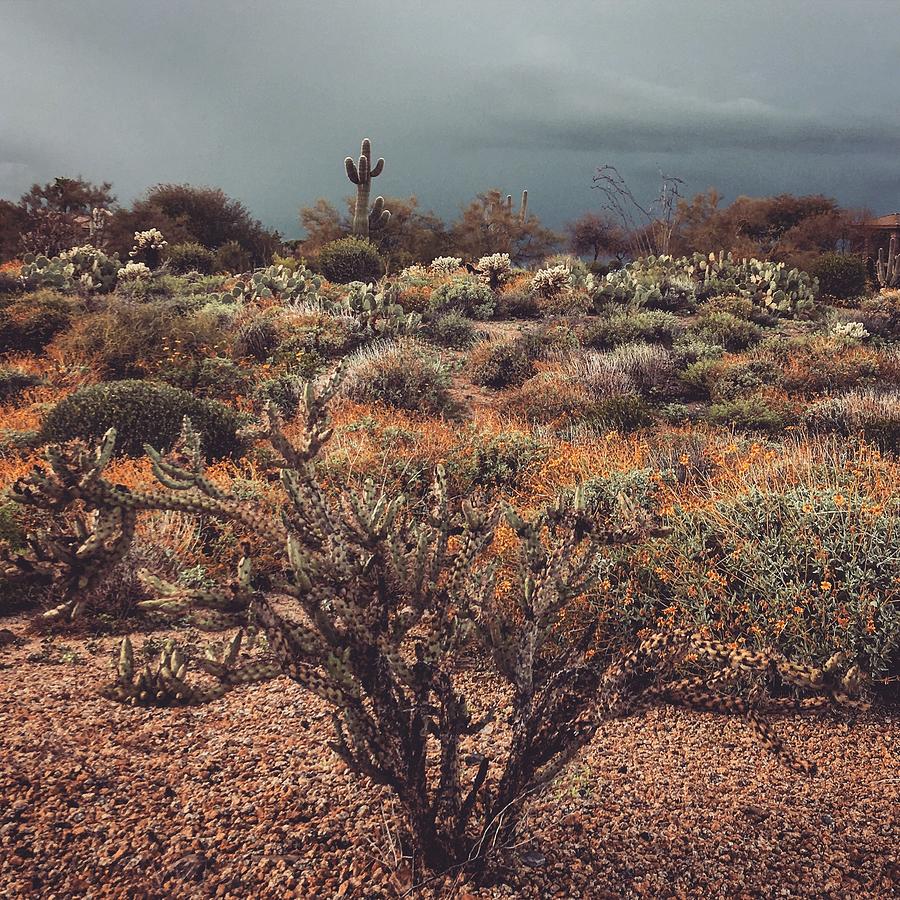 Storm in the Desert Photograph by Denise Elfenbein