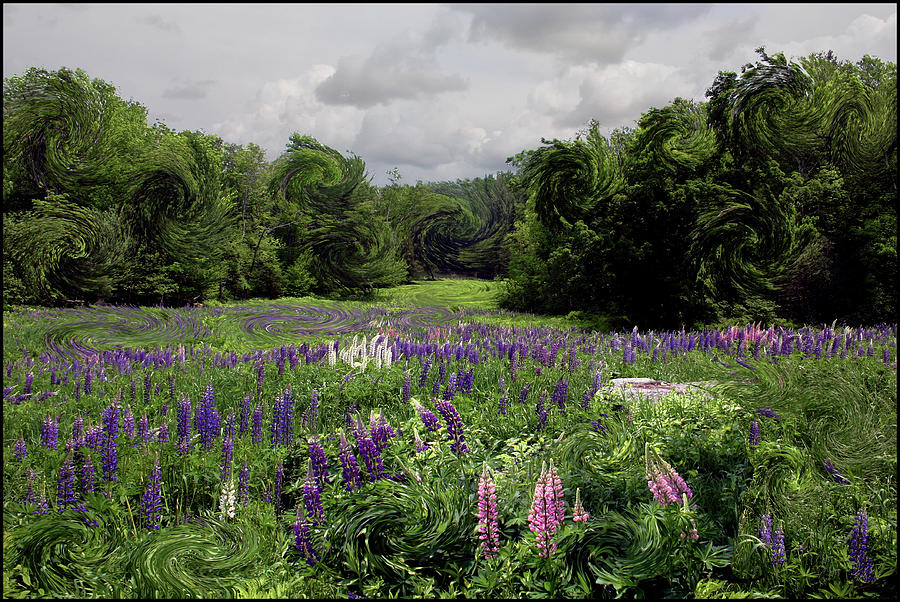 Storm in the Lupine Photograph by Wayne King