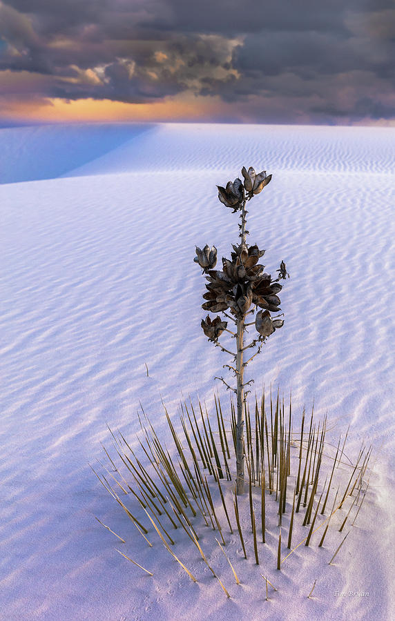 Storm Light over White Sands, New Mexico Photograph by Tim Bryan