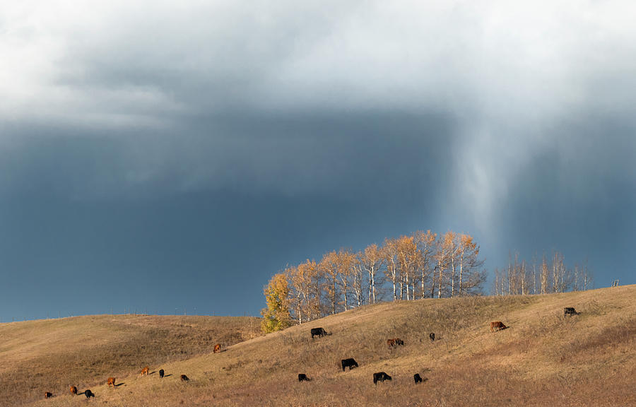 Cow Photograph - Storm over an Alberta fall pasture by Phil And Karen Rispin