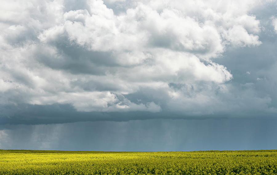 Summer Photograph - Storm over canola field by Phil And Karen Rispin