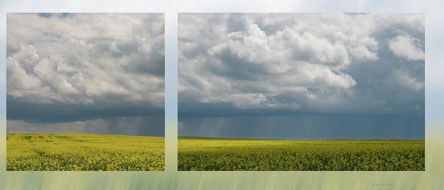 Summer Photograph - Storm over canola by Phil And Karen Rispin