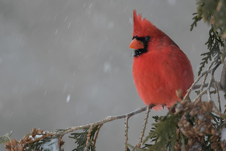 Cardinal Photograph - Storm Shelter - Northern Cardinal - cardinalis cardinalis by Spencer Bush