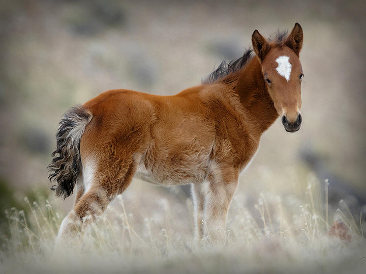 Storm Wild Filly in the Pine Nut Mountains Nevada Photograph by Cheryl ...