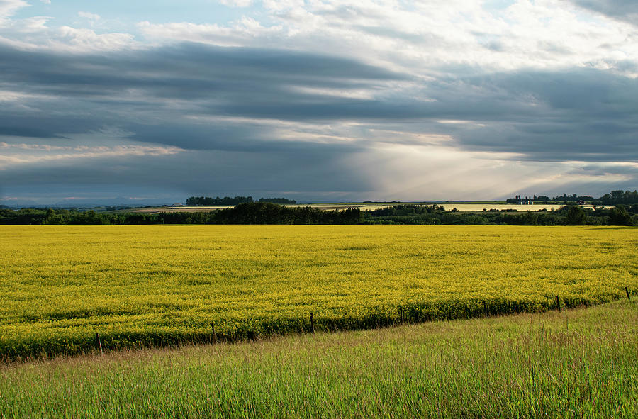 Summer Photograph - Storms over canola  by Phil And Karen Rispin
