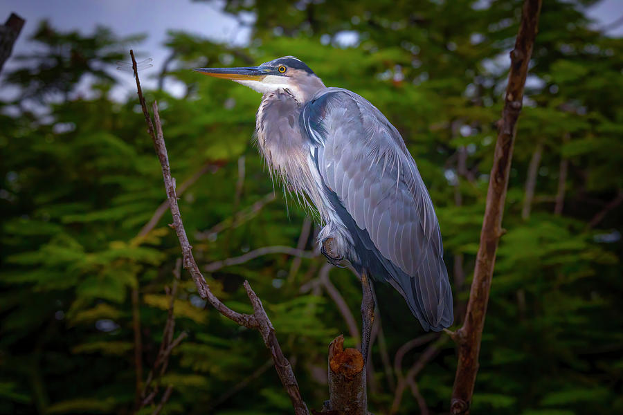 Stormy Day Heron Photograph by Mark Andrew Thomas