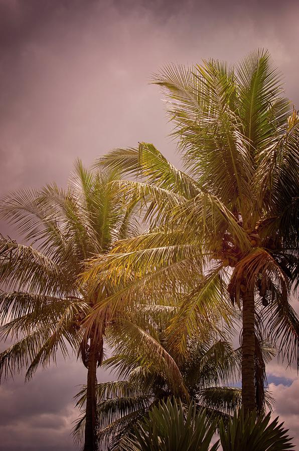 Tree Photograph - Stormy Florida Palm Trees by Carolyn Marshall