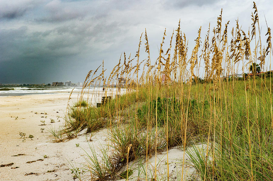 Sea Oats on a Stormy Beach Day   Photograph by Bonnie Colgan