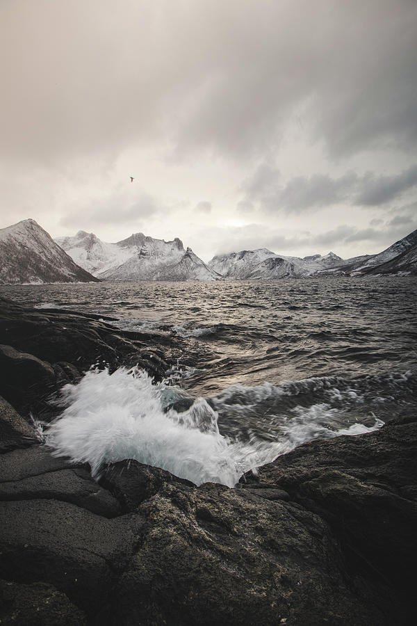 Stormy Norwegian sea with mountain peaks and flying seagulls. Photograph by Vaclav Sonnek