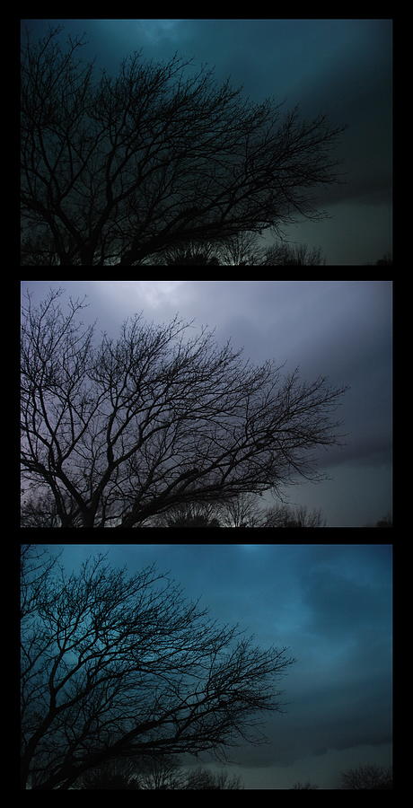 Stormy Oak Triptych Photograph