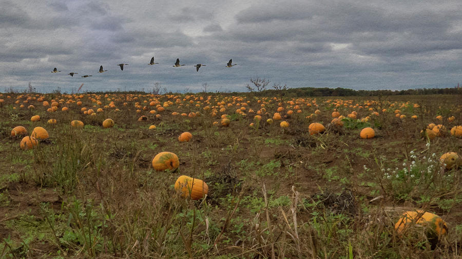 Stormy Pumpkin Field Photograph by Patti Deters