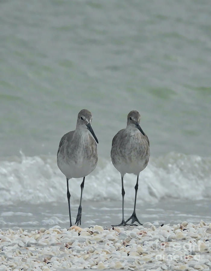 Stormy Sandpipers Photograph by Beth Myer Photography