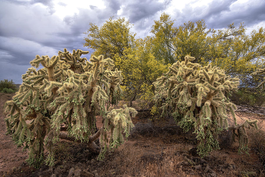 Stormy Skies with Cholla and PaloVerde 1 Photograph by Dave Dilli