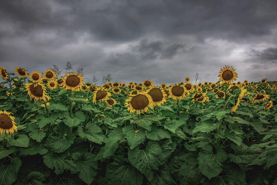 Stormy Sunflower Series II Photograph by Tricia Louque