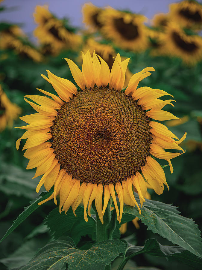 Stormy Sunflower Series III Photograph by Tricia Louque