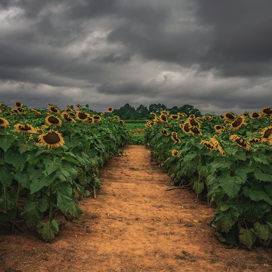 Stormy Sunflower Series IV Photograph by Tricia Louque