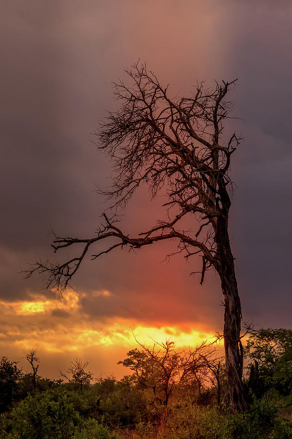Stormy Sunset Botswana Photograph by MaryJane Sesto