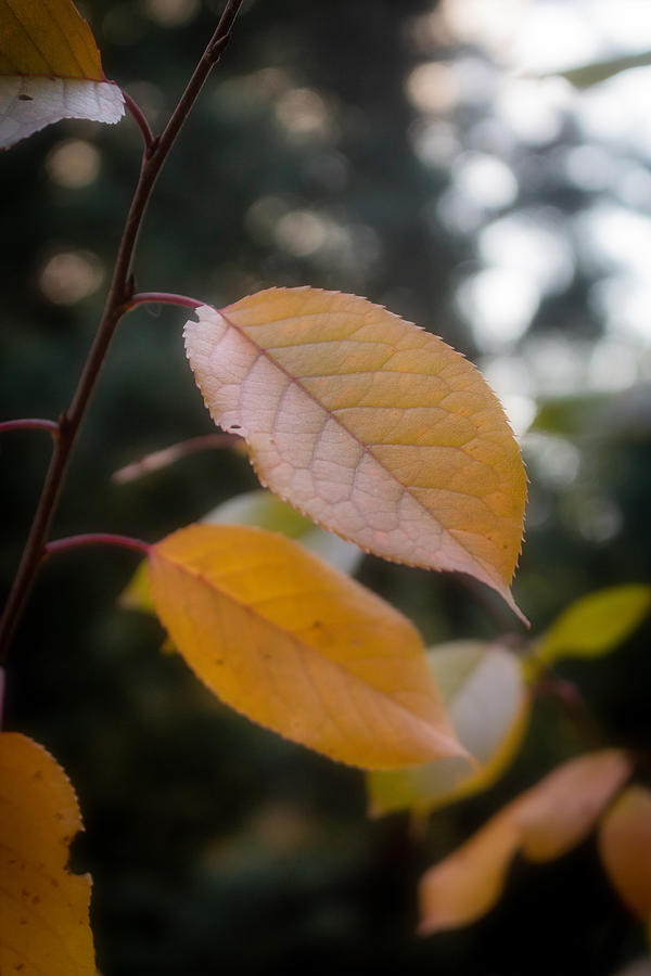 Storybook leaf Photograph by Courtney Eggers