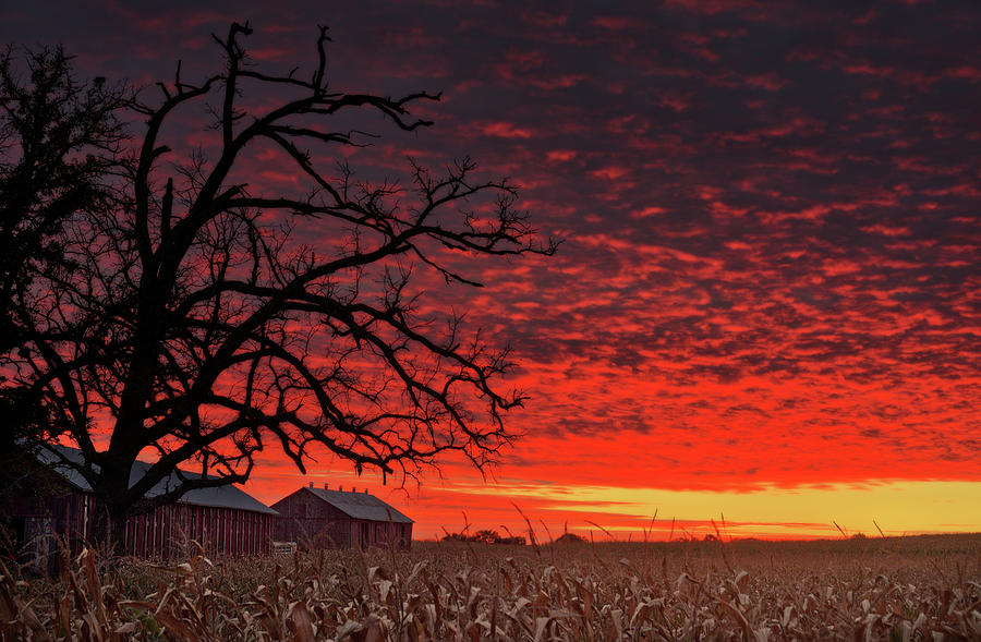 Stoughton Sunset - brilliant color sunset with tobacco barn and oak tree near Stoughton WI Photograph by Peter Herman