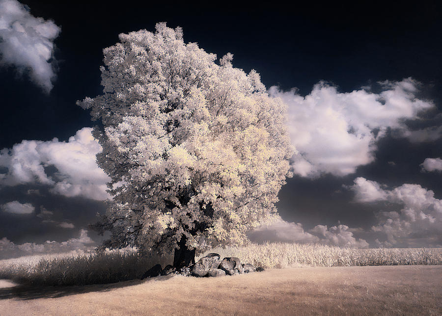 Stoughton Tornado Tree in Infrared - recovering oak tree hit by tornado near Stoughton WI Photograph by Peter Herman
