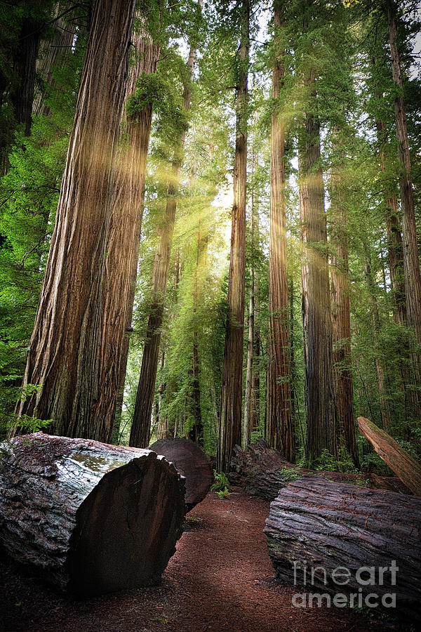 Jedediah Smith Stout Grove Redwood Forest Art Photograph