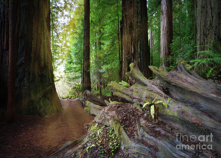 Jedediah Smith State Park Photograph - Jedediah Smith State Park At Stout Grove Memorial Park Redwoods Trail by Michele Hancock Photography
