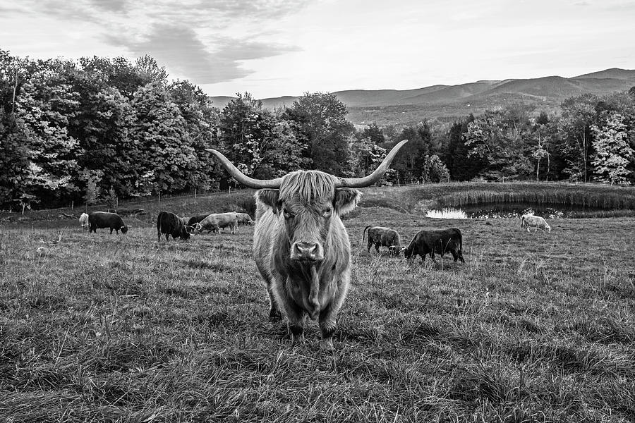 Stowe VT Mountains Fall Foliage Cow Stare Down Black and White Photograph by Toby McGuire