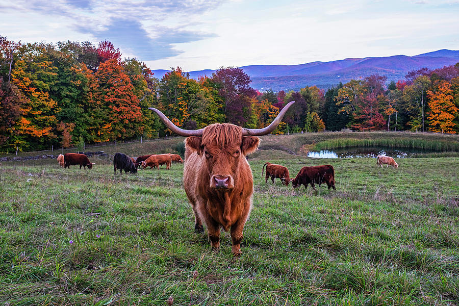 Stowe VT Mountains Fall Foliage Cow Stare Down Photograph by Toby McGuire