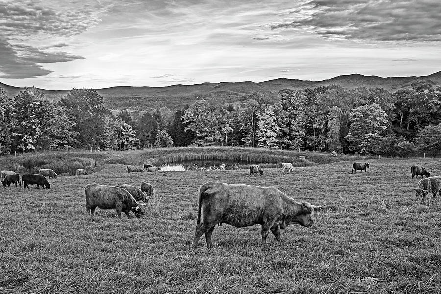 Stowe VT Mountains Fall Foliage Cows Grazing Pond Black and White Photograph by Toby McGuire
