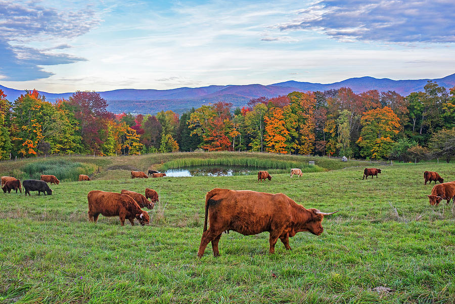 Stowe VT Mountains Fall Foliage Cows Grazing Pond Photograph by Toby McGuire