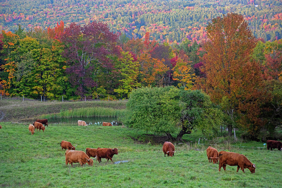 Stowe VT Mountains Fall Foliage Cows Grazing Photograph by Toby McGuire