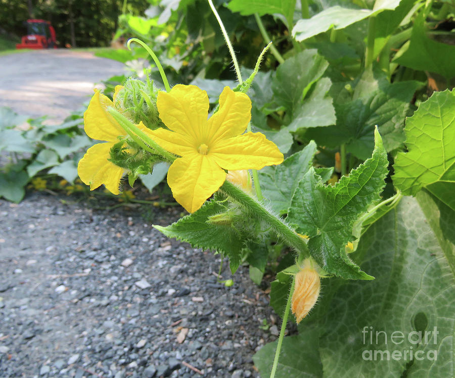 Straight Eight Cucumber Flowers. The Victory Garden Collection. Photograph by Amy E Fraser