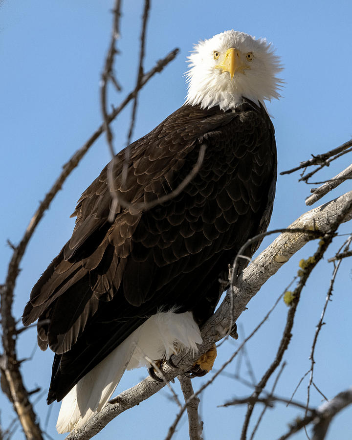 Straight On Photograph by Susi Stroud - Fine Art America