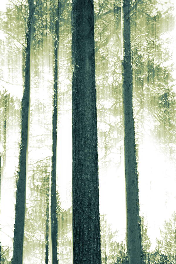 Straight pine trunks pattern Photograph by Ulrich Kunst And Bettina Scheidulin
