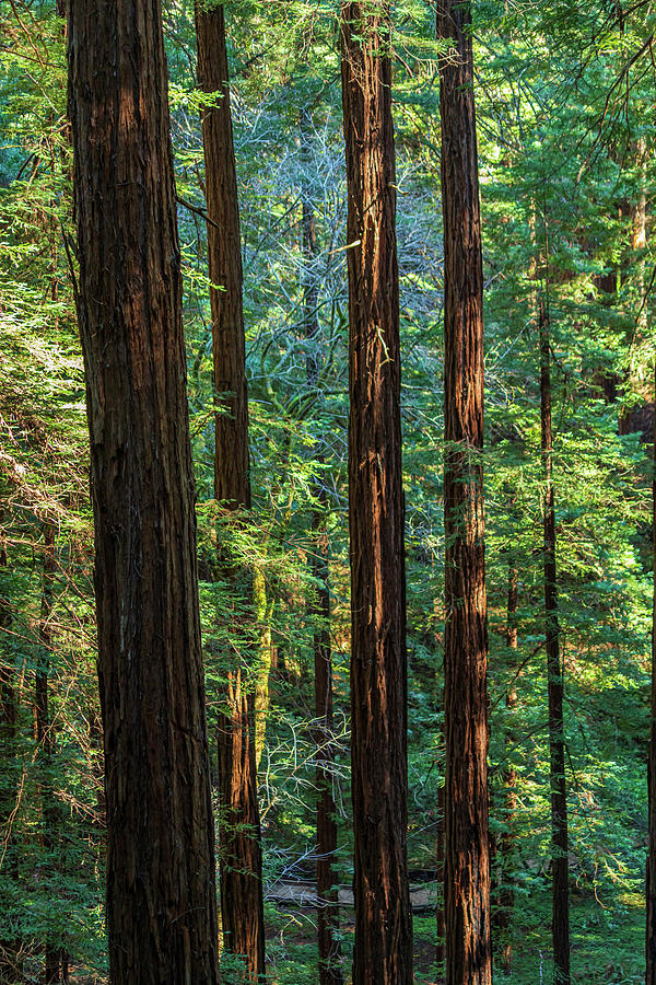 Straight Up Redwood Trees Photograph