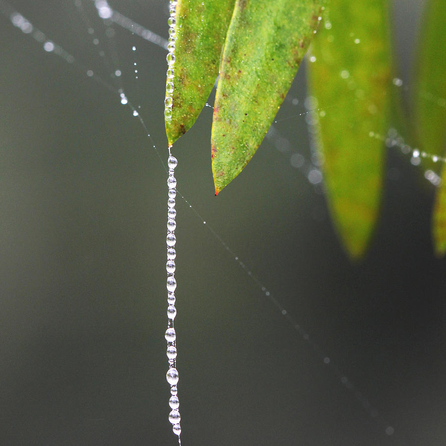 Strand of dew on web Photograph by Decoris Art