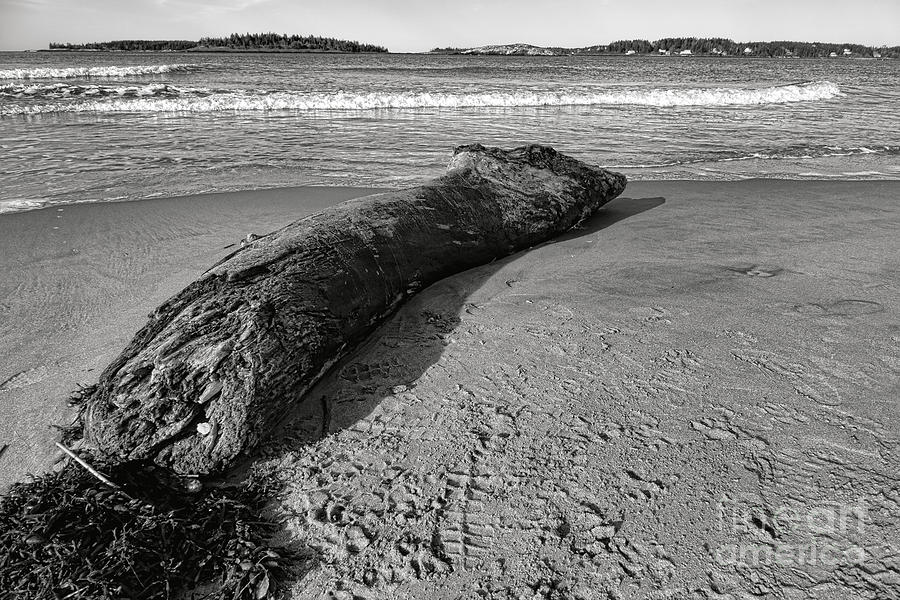 Beach Photograph - Stranded Beast on Popham Beach by Olivier Le Queinec