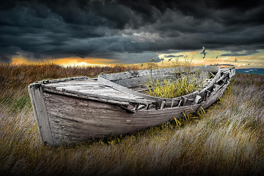 Stranded Boat Gone To Seed Photograph