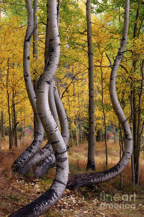 Strange Curved Aspen Trees During Autumn in Colorado Photograph by Tom Schwabel