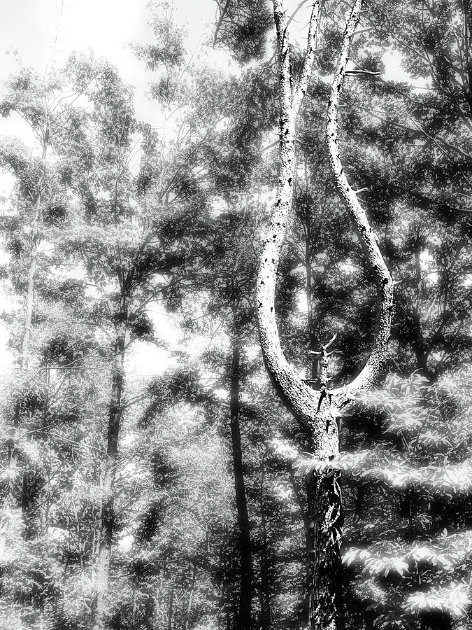 Strange Dominant Shape Magic Tree With Curved Branches In A Forest