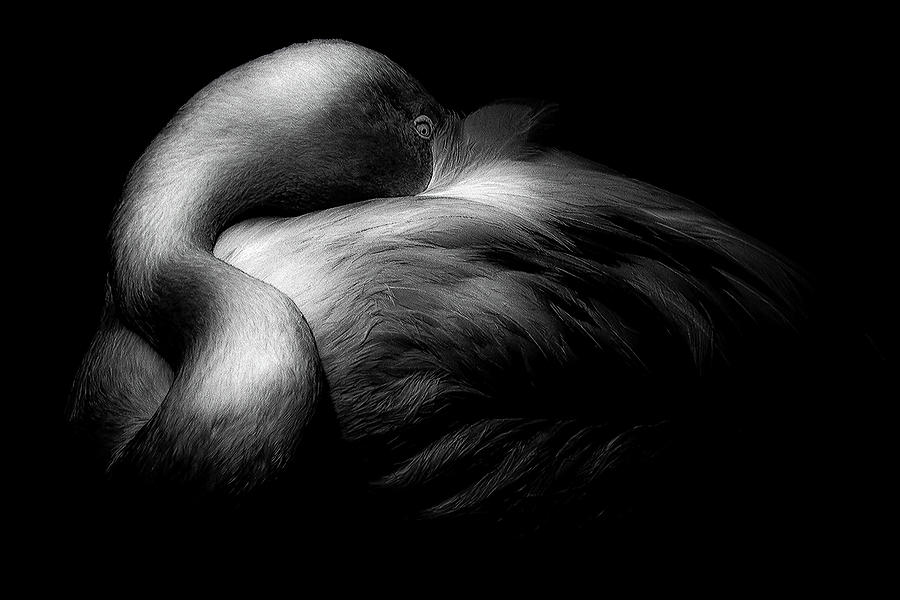 Animal Photograph - Strangeness II by Enrique Pelaez