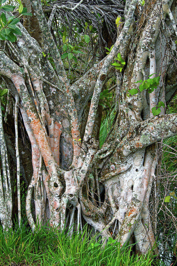 Strangler Fig Photograph by Sally Weigand