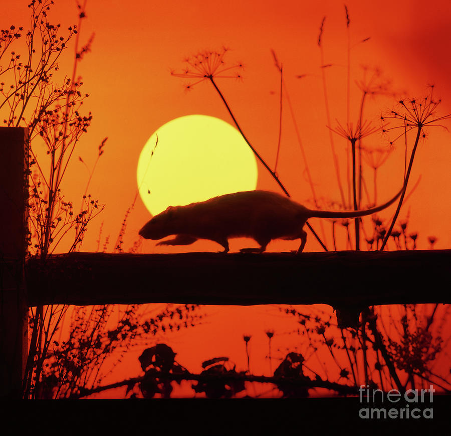 Stranglers Rattus Norvegicus Rat Photograph by Warren Photographic