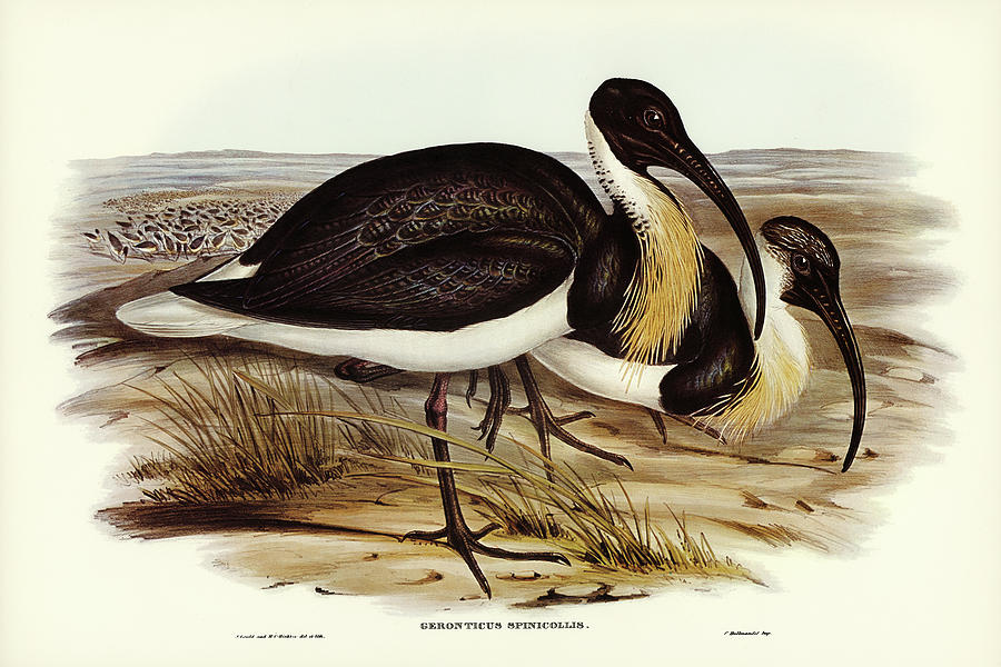 John Gould Drawing - Straw-necked Ibis, Geronticus spinicollis by John Gould