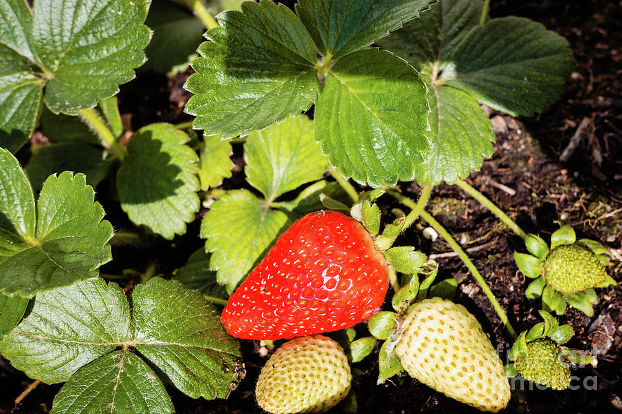 Strawberries Grown In A Pot In An Urban Garden, Half Ripe. Photograph