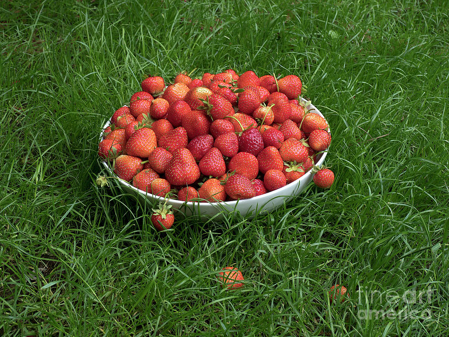 Strawberries - just perfect, summer harvest Photograph by Tatiana Bogracheva