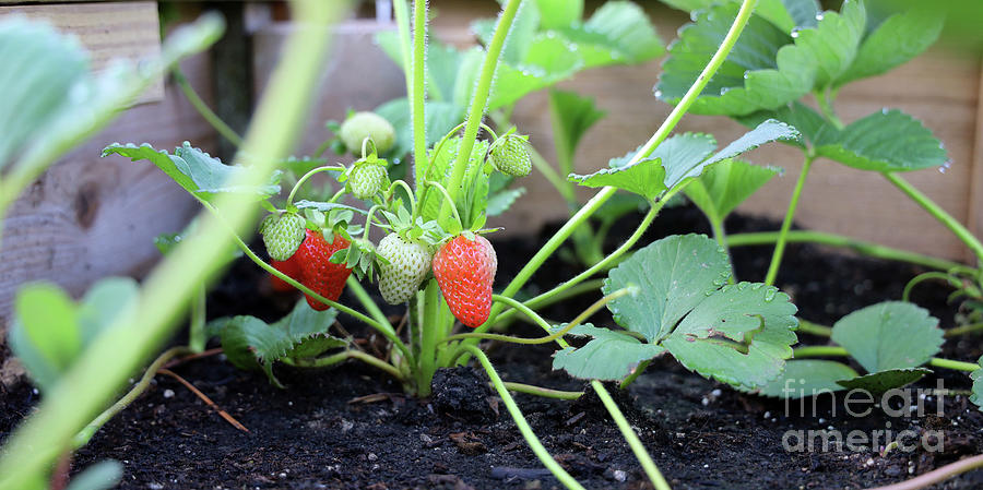 Strawberries Ripening 1470 Photograph by Jack Schultz