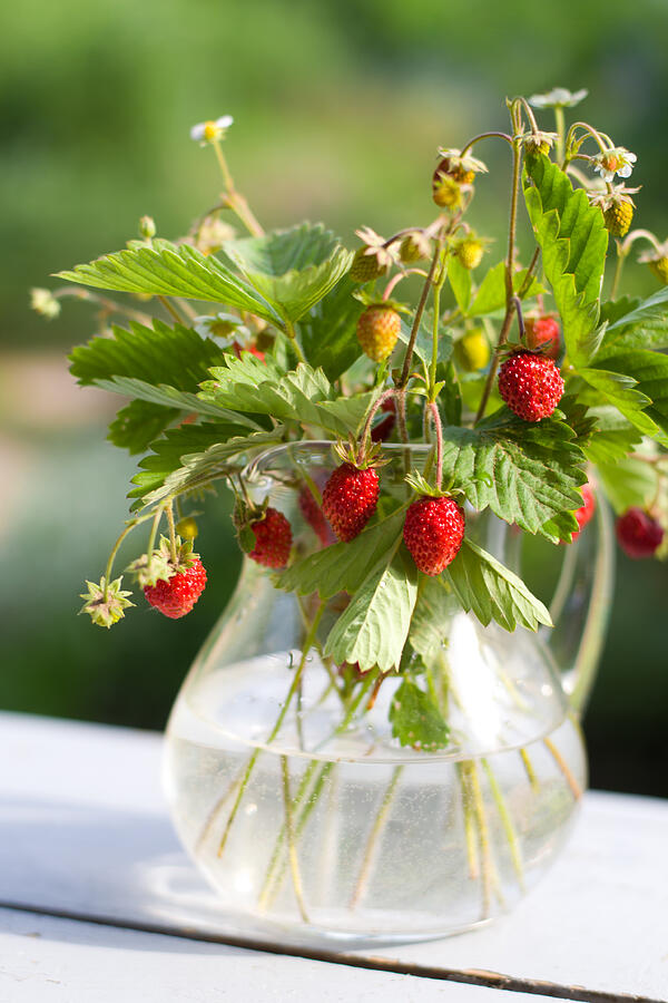 Strawberry Photograph by Albisha